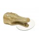 STOLIK KAWOWY WILDLIFE CROCODILE 75 CM ZŁOTY
