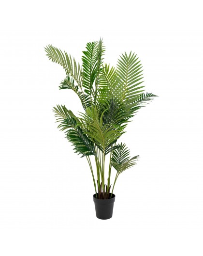 Areca Palma