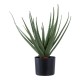 ALOES  51CM