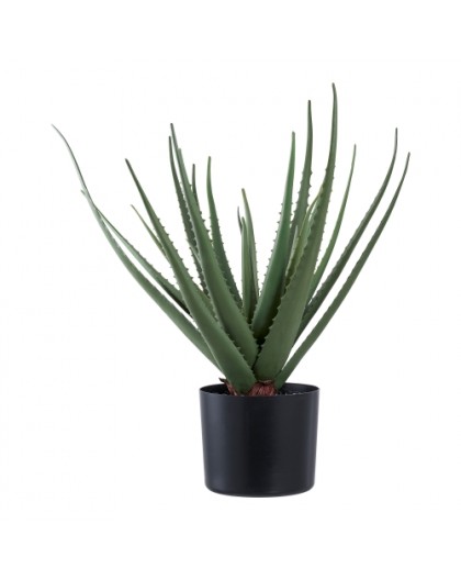 ALOES  51CM