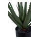 ALOES  51CM