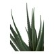 ALOES  51CM