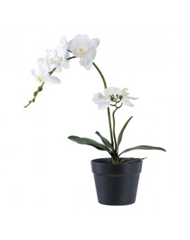 ORCHIDEA 49CM